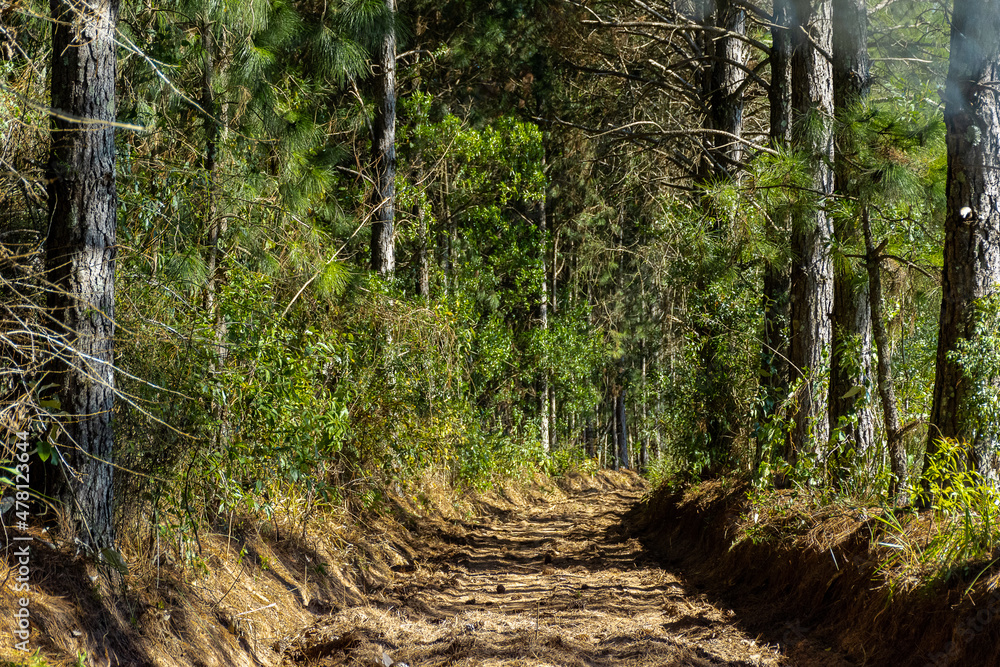 Obraz premium path in the forest