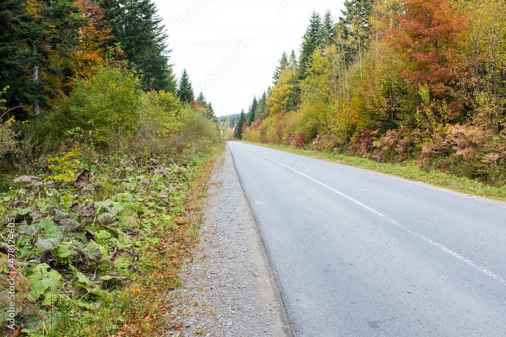 Asphalt road through the deep forest. Nature background.
Asphalt road through the deep forest. Nature background.