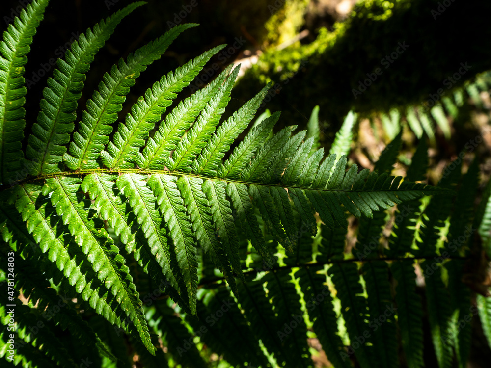imagen de una planta verde al sol imagen de una planta verde al sol