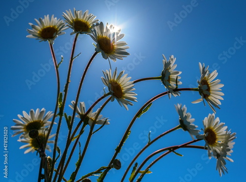 chamomile flower against blue sky  © Anatolii 