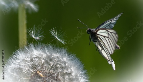 butterfly on flower dandelion 