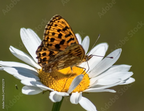 butterfly on flower © Anatolii 