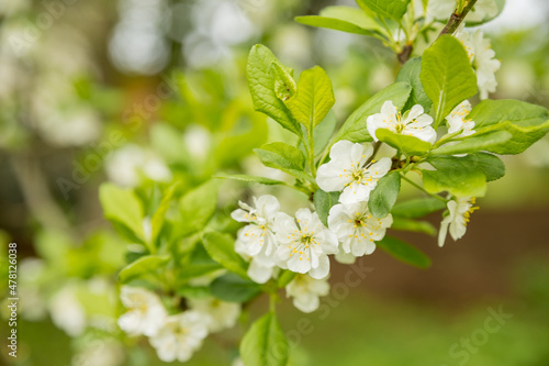 Fruit tree twigs with blooming white and pink petal flowers in spring garden.natural background, summer background, young foliage, apple orchard, apple trees in bloom
