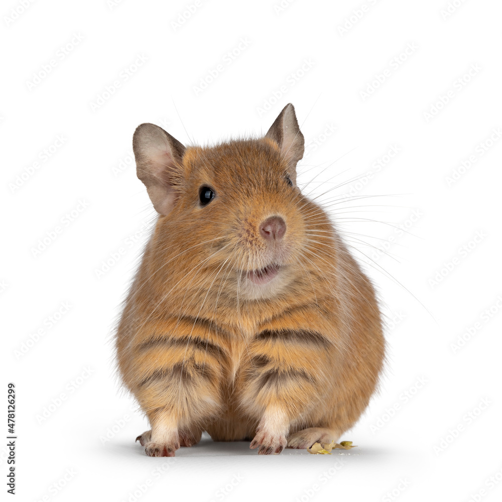 Cute orange sand Degu rodent pet, walking side ways. Looking ahead away from camera. Isolated on a white background. Cute orange sand Degu rodent pet, walking side ways. Looking ahead away from camera. Isolated on a white background.