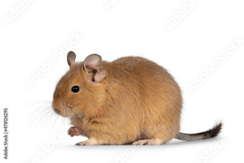 Cute orange sand Degu rodent pet, standing side ways. Looking towards camera. Isolated on a white background. photo