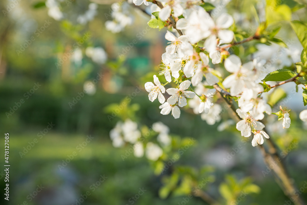 Fruit tree twigs with blooming white and pink petal flowers in spring garden.natural background, summer background, young foliage, apple orchard, apple trees in bloom