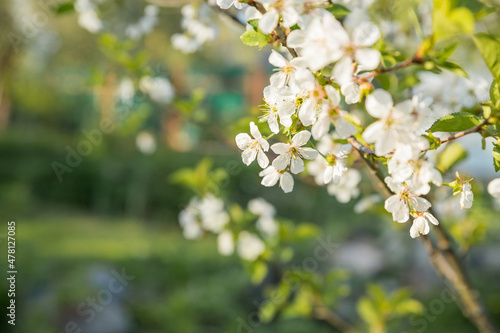 Fruit tree twigs with blooming white and pink petal flowers in spring garden.natural background, summer background, young foliage, apple orchard, apple trees in bloom