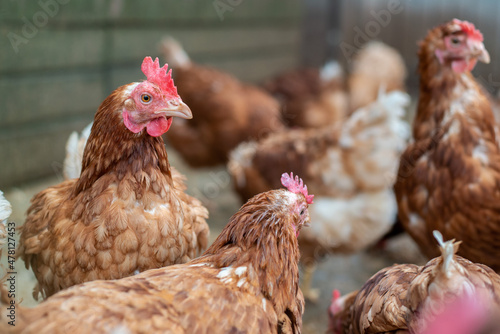 Close up of white-brown chickens