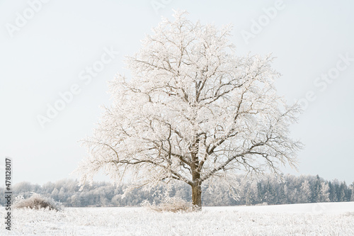 Incredibly beautiful and large frost adorned the fields and trees. Amazing landscape photo beauty of winter, sunrise in nature. Abstract views of winter, landscape, landscape. Frost and snowy plants.