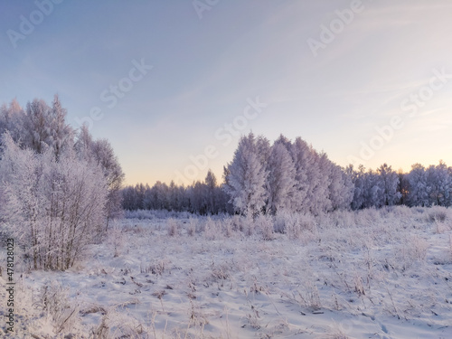 Snow covered plants and tree branches. Winter rural natural landscape.