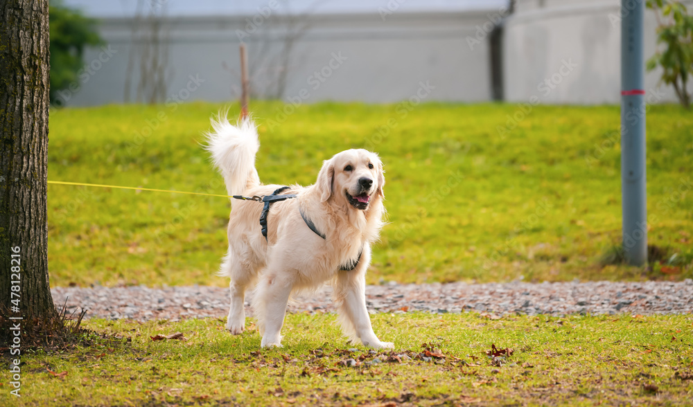 Golden retriever dog walking in a park during a sunny day. Pet photography.