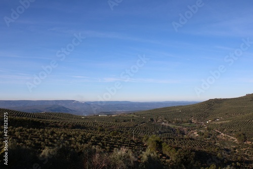 olive trees hills in Jaén, Andalusia
