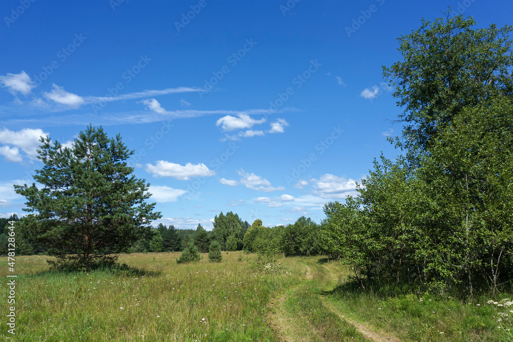 Obraz premium Winding country road through a field and forest. Peaceful summer landscape. Nice sunny day in July. Bright blue sky with clouds. Tver region of Russia
