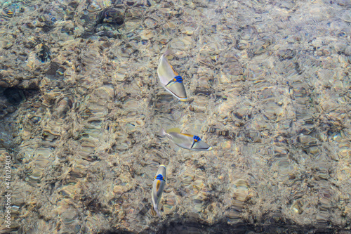 Three fish of Picasso triggerfish, Rhinecanthus assasi, in the Red Sea, Egypt photo
