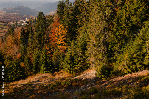 Autumn forest with coniferous trees and path in mountains