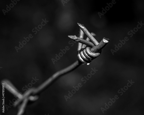 barbed wire fence photo