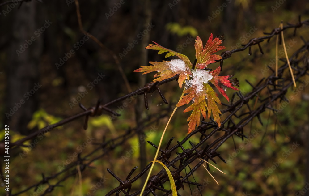 autumn leaves in the snow on barbed wire autumn leaves in the snow on barbed wire