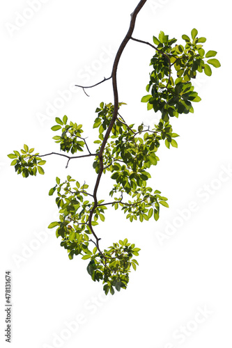 Green tree branch isolated on white background