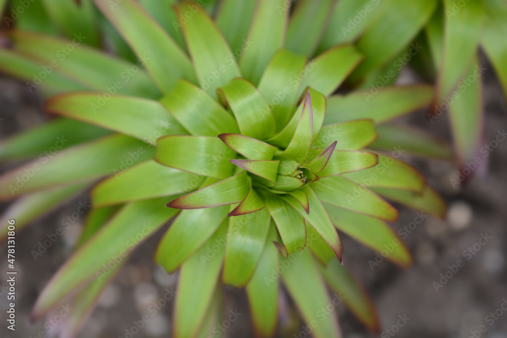 Henrys lily Henrys lily