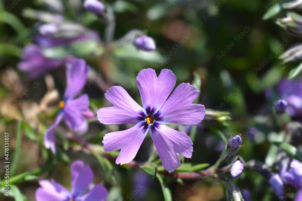 Fototapeta premium Creeping Phlox Purple Beauty