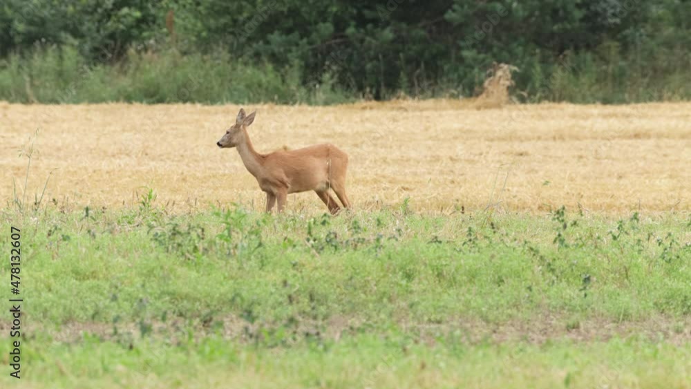European mammal Roe deer, Capreolus capreolus eating on a field during a late summer evening in Estonia. European mammal Roe deer, Capreolus capreolus eating on a field during a late summer evening in Estonia.