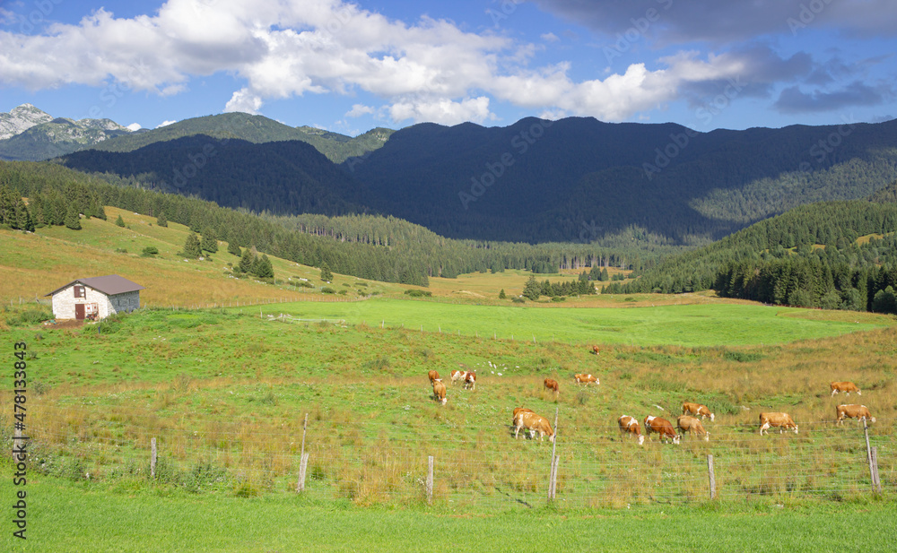 Bucolic scenery with meadow, fence, cows, forest and mountains under the sky with clouds.