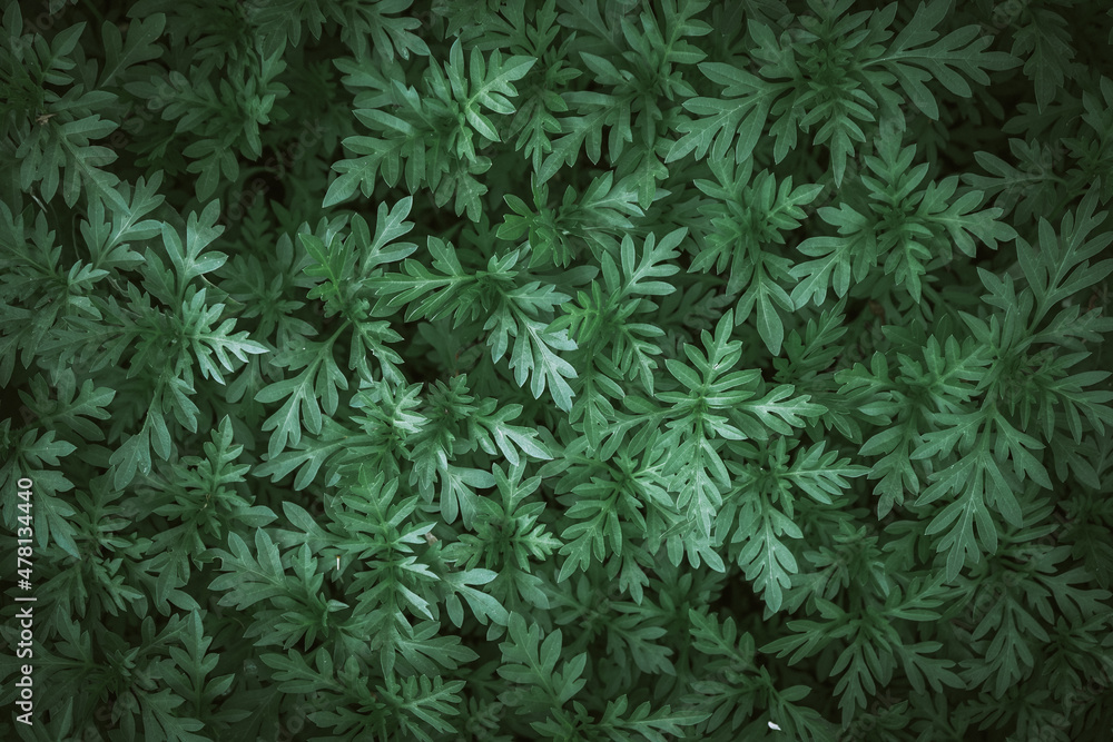 Natural background of green leaves with vintage filter