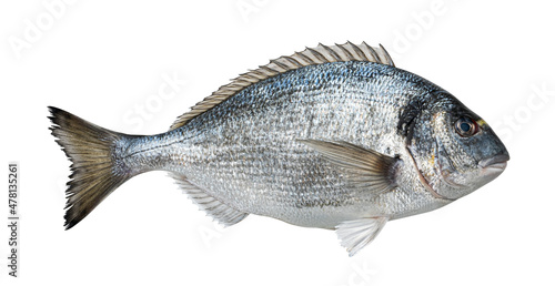 Fresh dorado fish isolated on white background