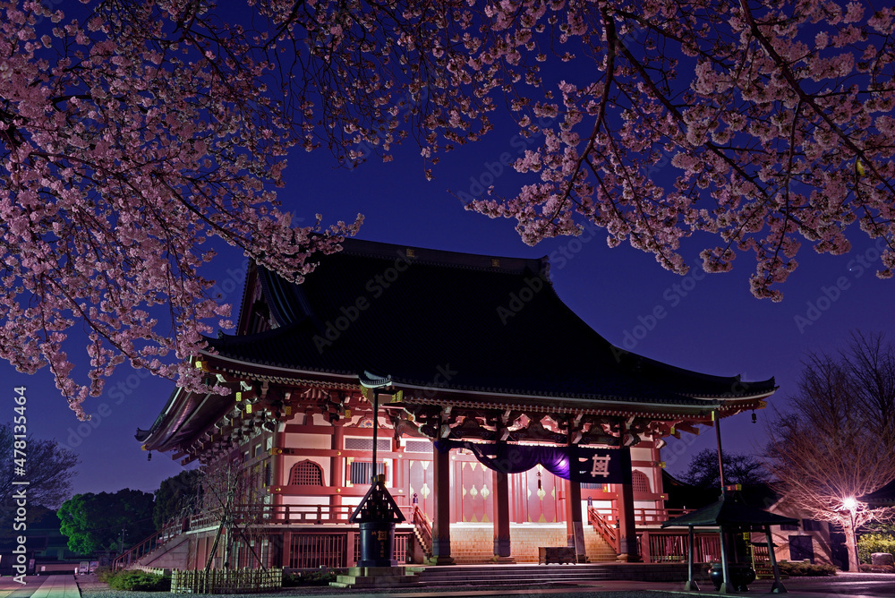 池上本門寺の大堂と桜 池上本門寺の大堂と桜