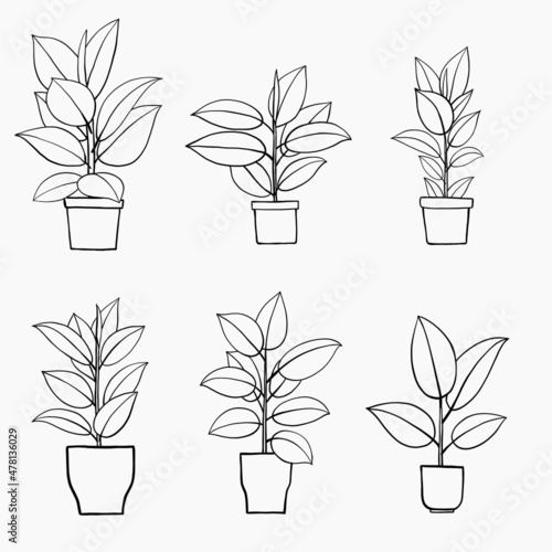 simplicity rubber fig plant freehand drawing flat design.