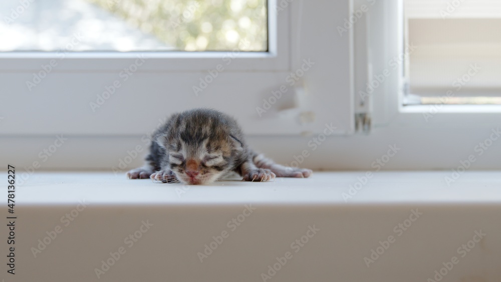 Cute little kittens with closed eyes are waiting for the cat. Cute funny home pets. Domestic animal and Young kittens. 