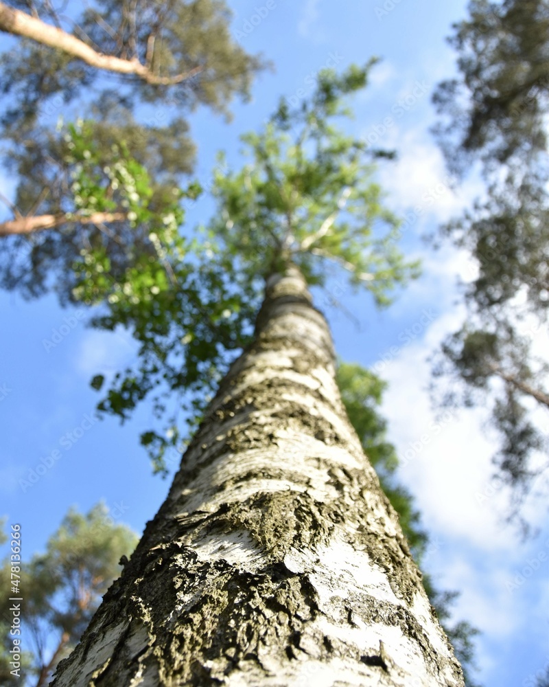 Fototapeta premium Trees and sky