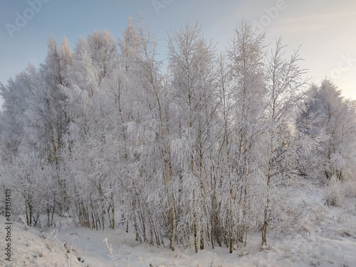 Wallpaper Mural Snow covered plants and tree branches. Winter rural  natural landscape. Torontodigital.ca