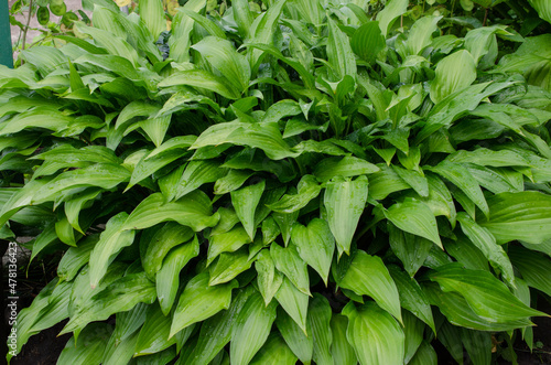 Green bush of Hosta with beautiful leaves in summer. Decorative plant for garden