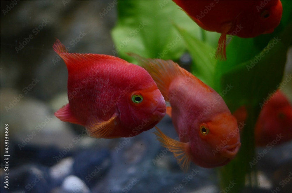 Blood Parrot Cichlid Fish in The Aquarium Blood Parrot Cichlid Fish in The Aquarium