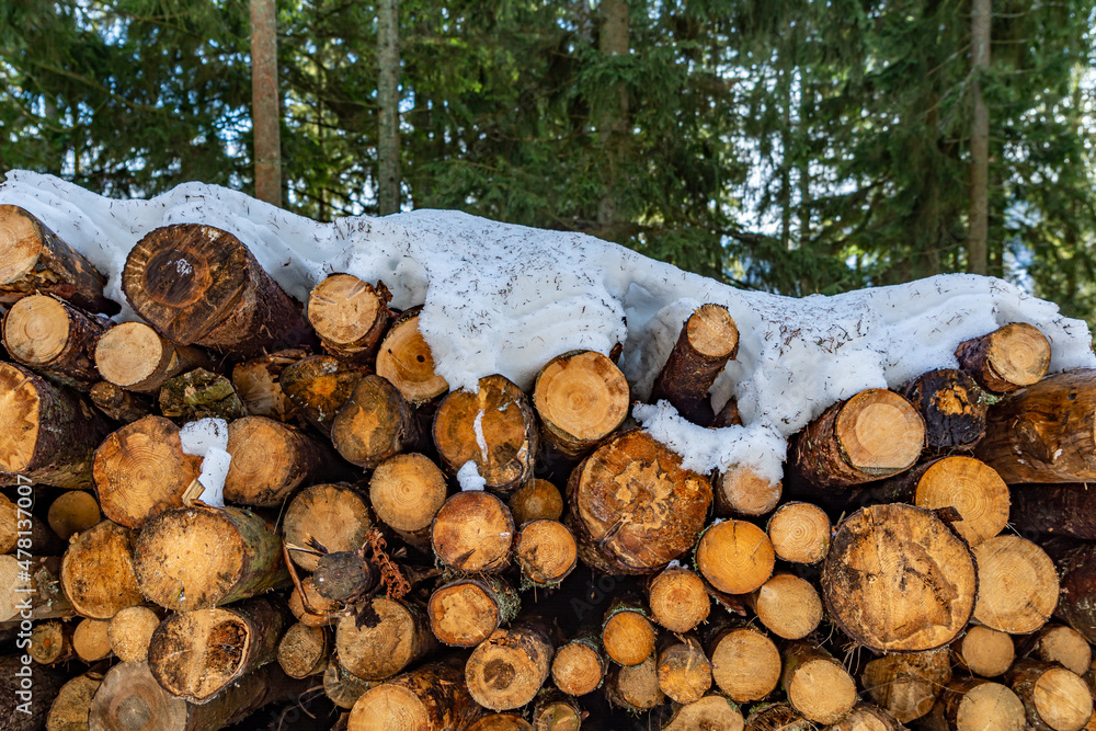A stack of harvested tree trunks on a winter day covered in snow in a forest