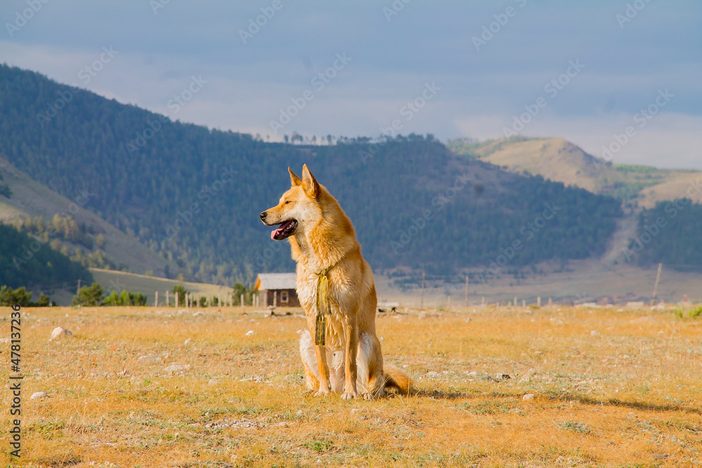 Beige dog on the background of the mountains of Lake Baikal, summer Beige dog on the background of the mountains of Lake Baikal, summer