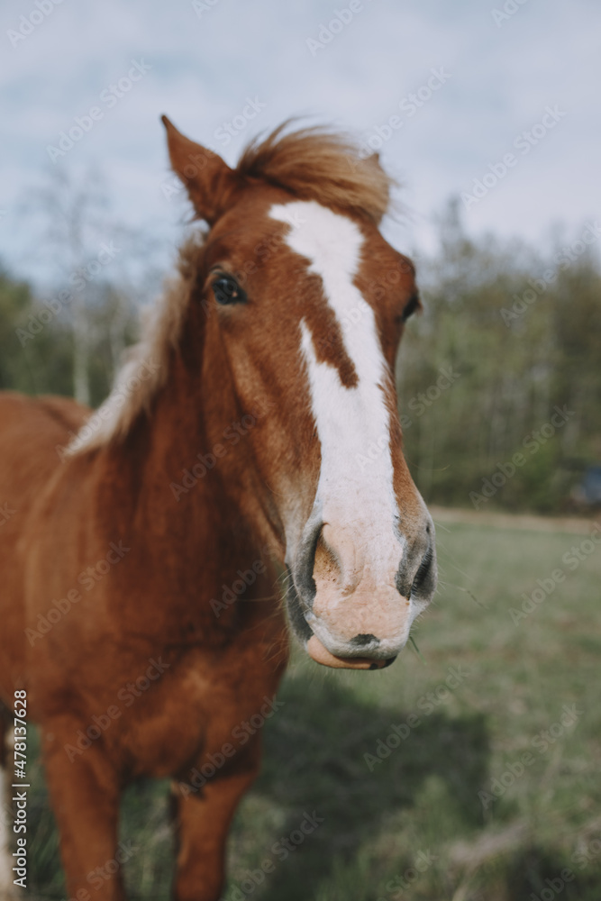 nature mammal horse in the field landscape countryside