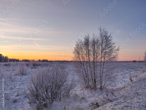 Snow covered plants and tree branches. Winter rural  natural landscape. © Galina