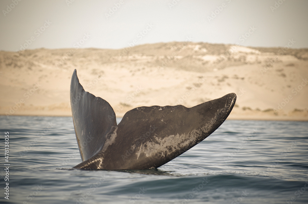 Fototapeta premium Whale tail out of water, Peninsula valdes,Patagonia,Argentina.