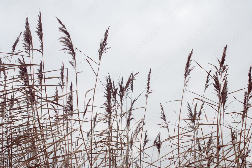 Pampas grass on the lake, reed layer, reed seeds. Golden reeds on the lake sway in the wind against the blue sky. Abstract natural background. Pampas grass on the lake, reed layer, reed seeds. Golden reeds on the lake sway in the wind against the blue sky. Abstract natural background.