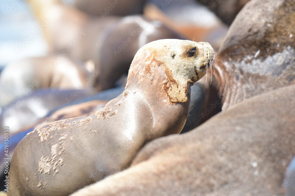 Fototapeta premium Male Sea Lion , Patagonia, Argentina