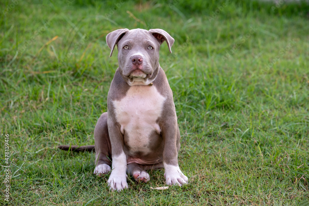 puppy sitting on the grass, American bully puppy dog, Pet funny and Cute