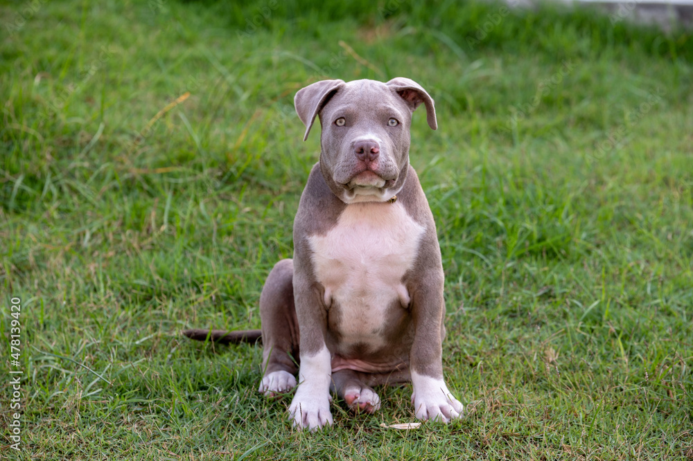 puppy sitting on the grass, American bully puppy dog, Pet funny and Cute