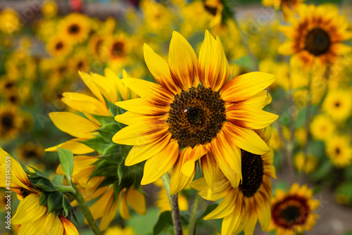 Closeup of Sun flowers in  field. Beautiful field crops ,Economic crops.