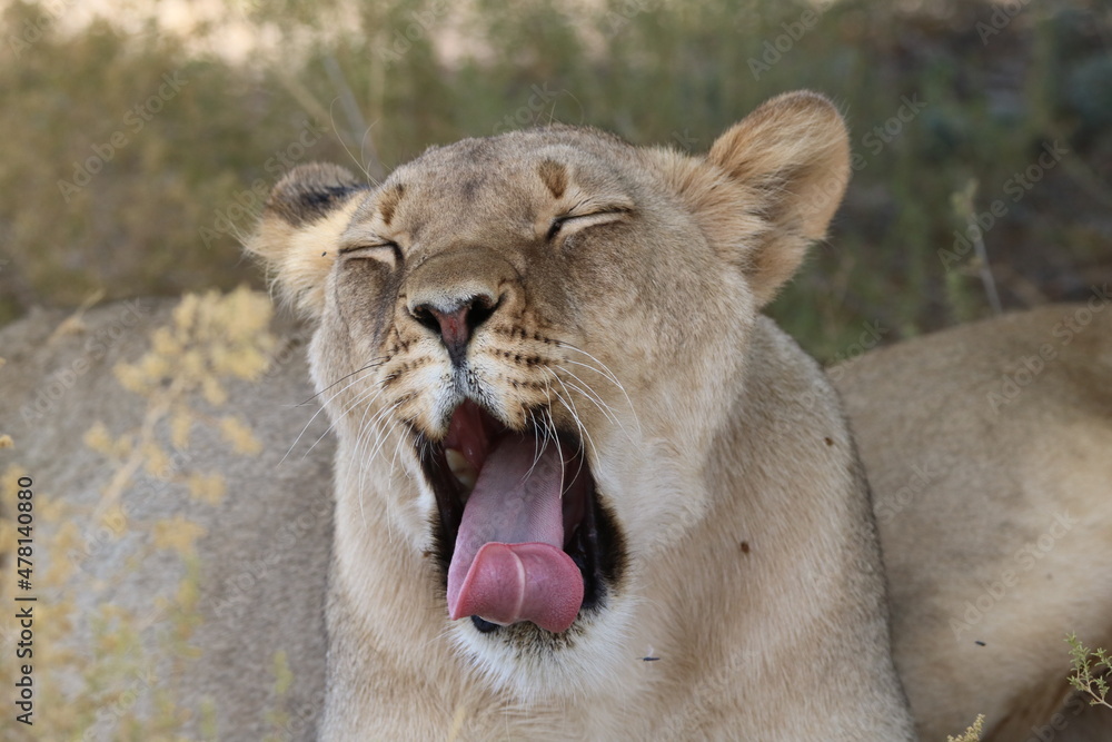 Obraz premium Lioness in the Kgalagadi