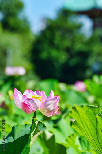                                                                                           Beautiful lotus flowers at Shinobazu Pond in Ueno  Tokyo  with copy space  Tokyo  Japan 