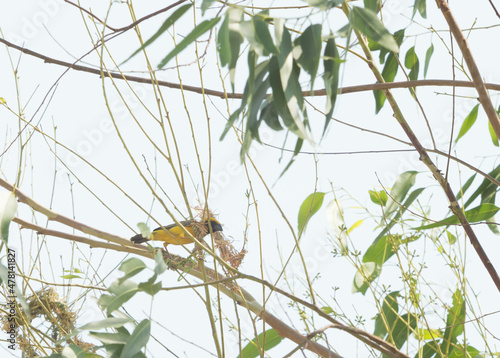 Asian Golden Weaver