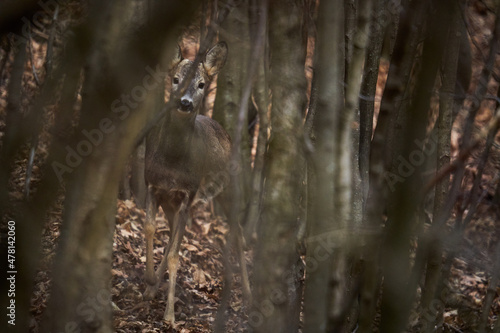 Roe deer hiding in the trees © Xalanx