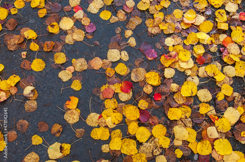 Aspen leaves on wet asphalt, autumn colors, abstract textured background.